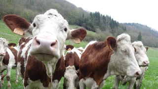 Allègement de la zone dans les Savoie, nouvelle alerte dans les Pyrénées-Orientales