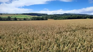 L'avenir de la filière grandes cultures  en question
