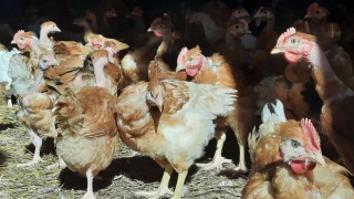 Des fermes engagées face à un marché fluctuant