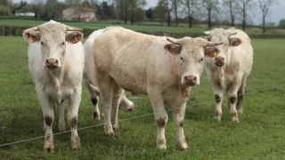 Des pistes pour améliorer l’autonomie protéique