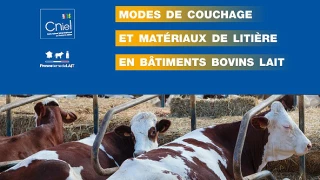 Litière et couchage : un document technique pour éclairer les choix des éleveurs