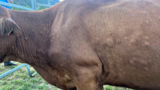 Zéro mouvement, biosécurité et vaccination généralisée