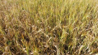 Orges de printemps semées à l’automne