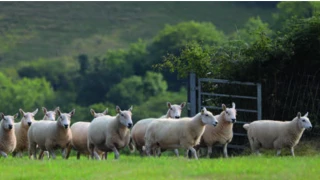 Visite sanitaire sur le concept « Une seule santé »