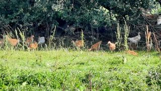 Focus sur Bresse Haute Seille : visite de ferme le 4 novembre