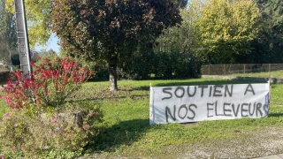 Écleux sous le choc : tous les troupeaux abattus