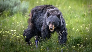L’aspirine, une découverte de l’ours 