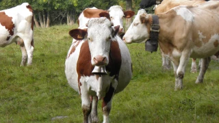 Quelle prise en charge du mal être agricole ?