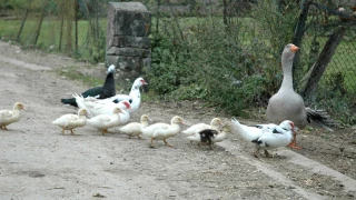 Vigilance maximale sur l’axe Saône-Rhône