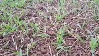 Désherbage d'automne des céréales