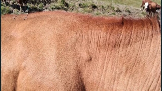 Une surveillance rapprochée dans les 3 semaines après l’injection