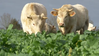 Une ressource fourragère à valoriser