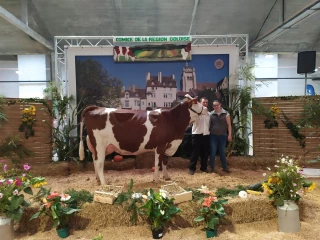 Onctueuse élue vache de l’année
