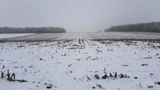 Quels risques réels pour les céréales ?