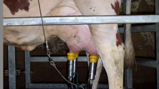 Les germes butyriques dans le lait