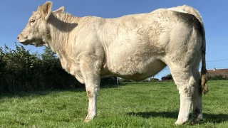 La sélection génétique par la voie femelle