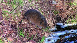 Quand les rats menacent la santé publique