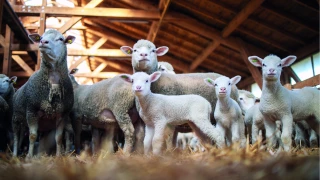 Ovins : produire mieux avec des bâtiments bien aménagés