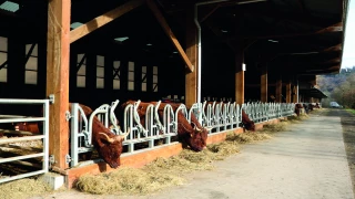 Bâtiment semi-ouvert : des salers à l'abri qui respirent le grand air