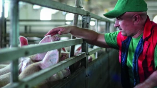 Enrichir le milieu de vie des porcs en bâtiment 