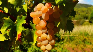 De nouvelles mesures pour protéger et promouvoir les viticulteurs européens